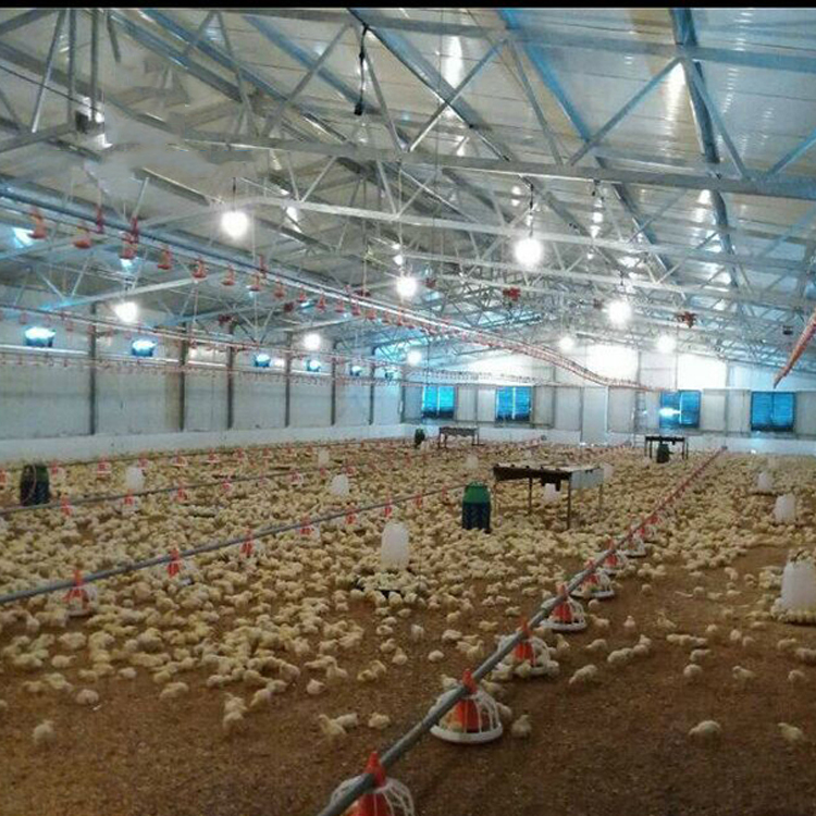 poultry farm house for 10000 chickens farm